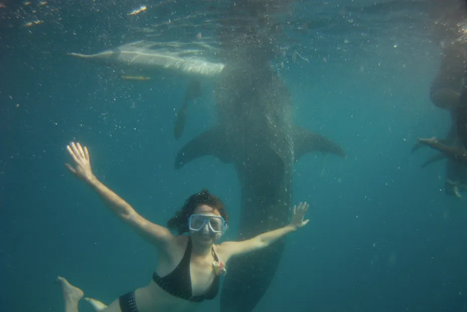 Swimming with whale sharks in the Philippines (Cebu Island) was one of the unforgettable experiences.